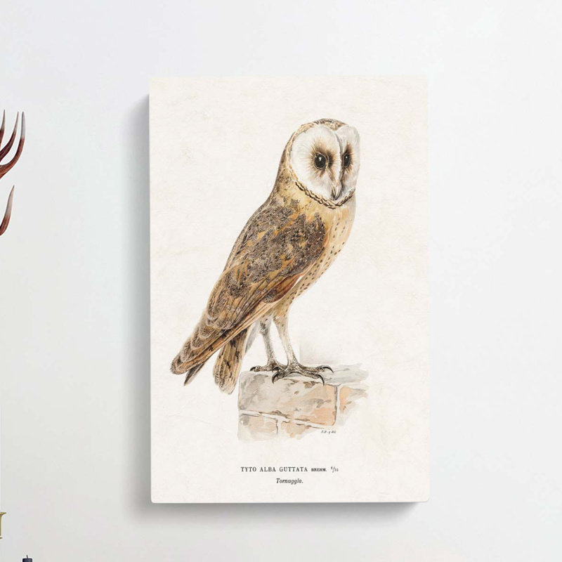 Perched Owl by Von Wright - Wrapped Canvas, 91cm H x 60cm W x 3cm D