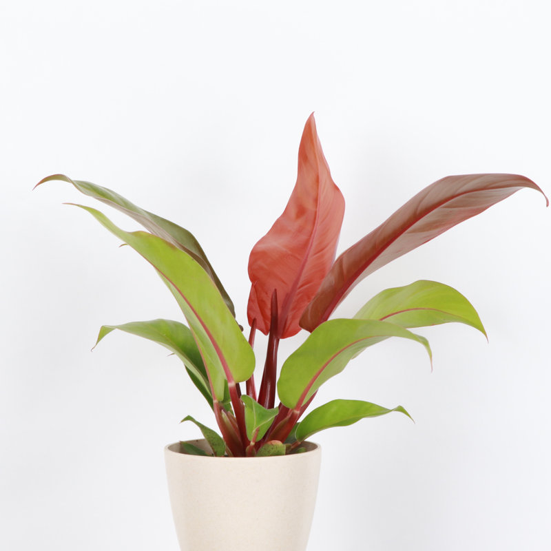 Live Prince of Orange Philodendron Plant