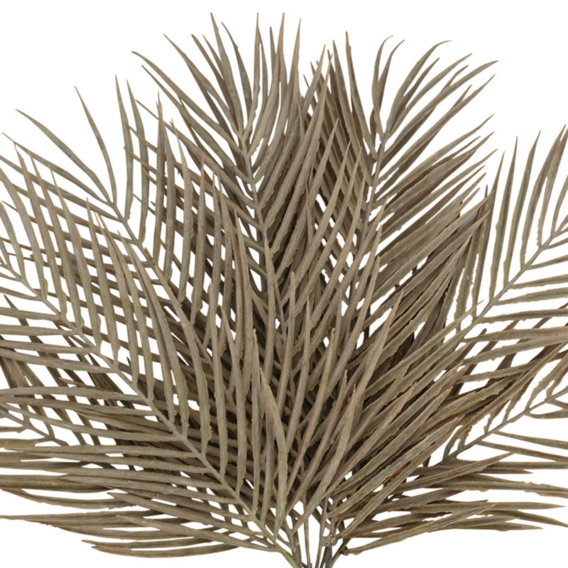 Areca Palm Stem
