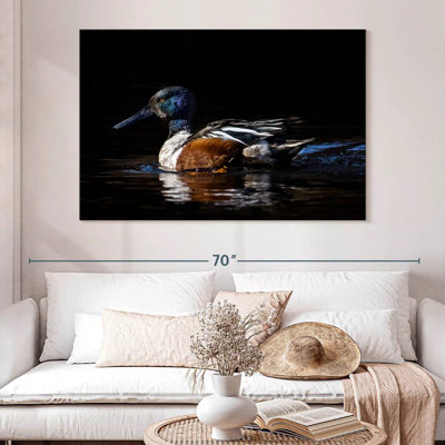 Brampt Northern Shoveler Duck