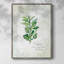 Fresh Oregano Framed Print - Solid Wood-1604130980