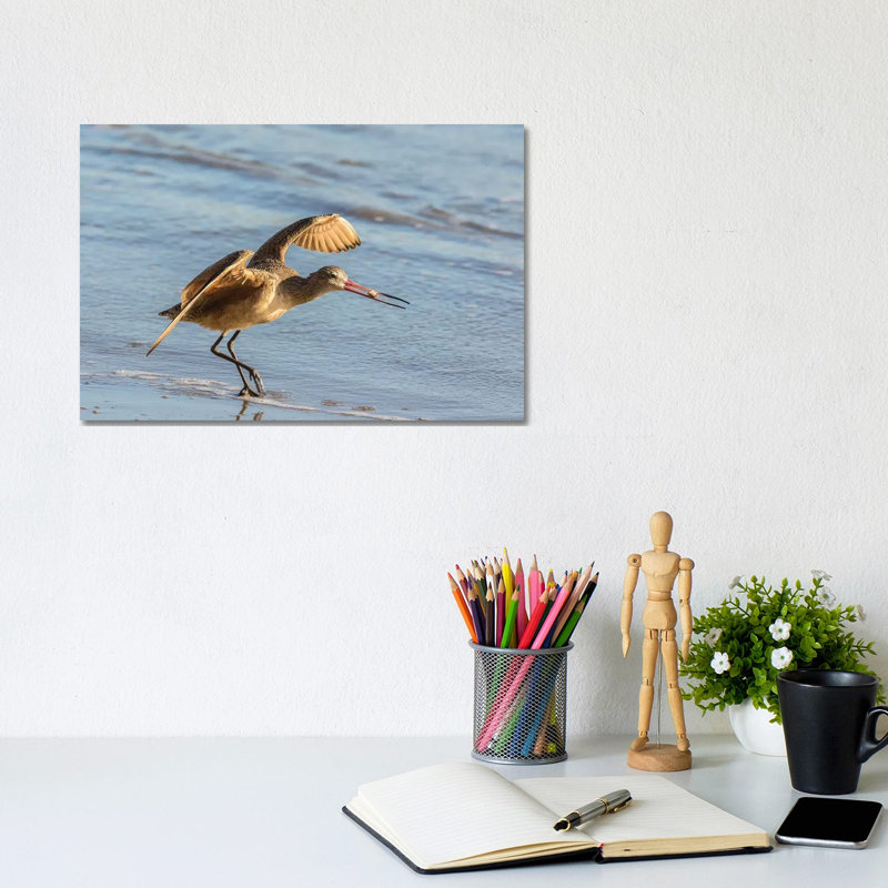 Usa, California, San Luis Obispo County. Marbled Godwit Taking Flight With Food. by Jaynes Gallery - Wrapped Canvas Print