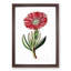 Red Marigold Flower - Picture Frame Painting Print-55598003-55598004