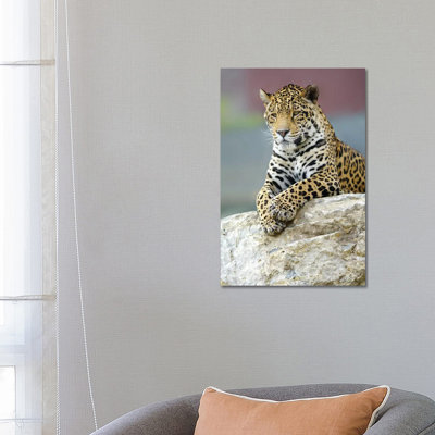 Jaguar III by Goran Anastasovski - Wrapped Canvas Print