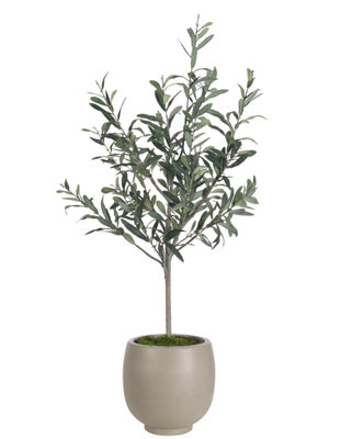 Olive Tree, Concrete Pot, 26wx23dx47h