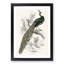 Majestic Peacock by Sir William Jardine - Picture Frame Art Print-55760559-55760565