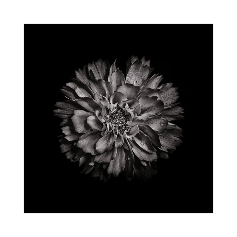 Black And White Dahlia II by Brian Carson - Wrapped Canvas Print, 66.04 cm H x 66.04 cm W x 3.175 cm D