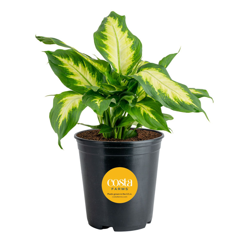Dumb Cane in Nursery Pot