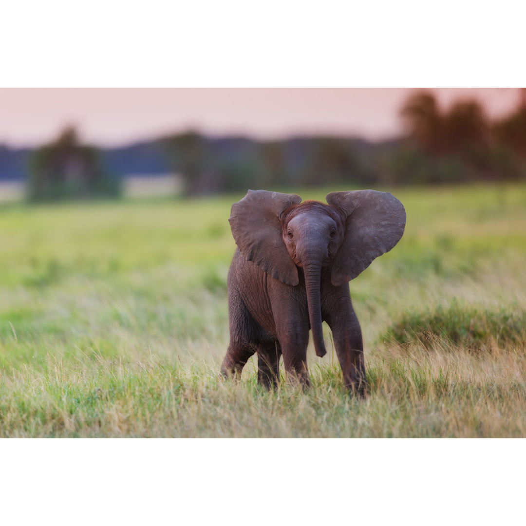 Leinwandbild Kraftvolles afrikanisches Elefantenkalb bei Sonnenuntergang