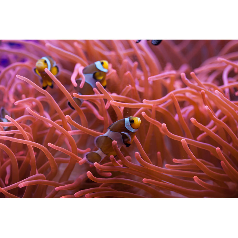 Ocellaris Clownfish by - Wrapped Canvas Photograph, 20cm H x 30cm W