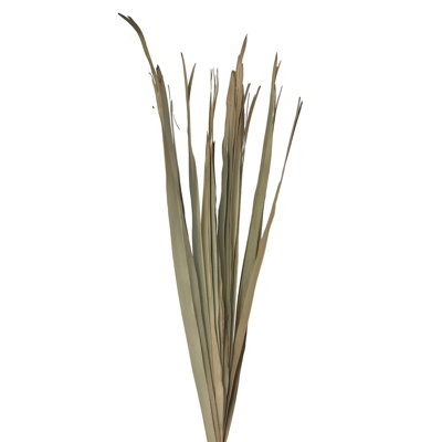 Elmhur Arrangement