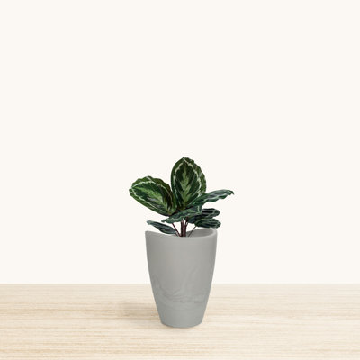 Vinisha ECOBO EcoFriendly Round Pot Planter, Onda IndoorOutdoor use, Four Season Use