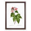 Blooming Raspberry Bush by Pierre-Joseph Redoute - Picture Frame Graphic Art Print-55544649-55544651