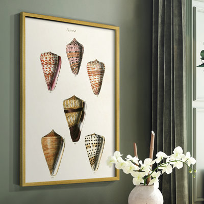 Impression encadrée Cone Shell Collection IV - bois massif