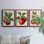 Antique Fruit IX - Ensemble de 3 peintures sur toiles encadrées-1360715212-1360715208