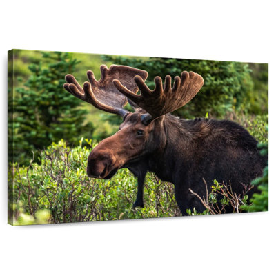 Orignal Brampt Wild Bull