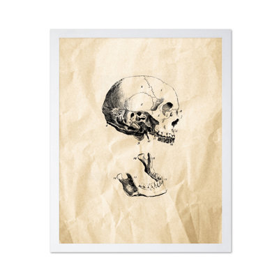 Human Skull