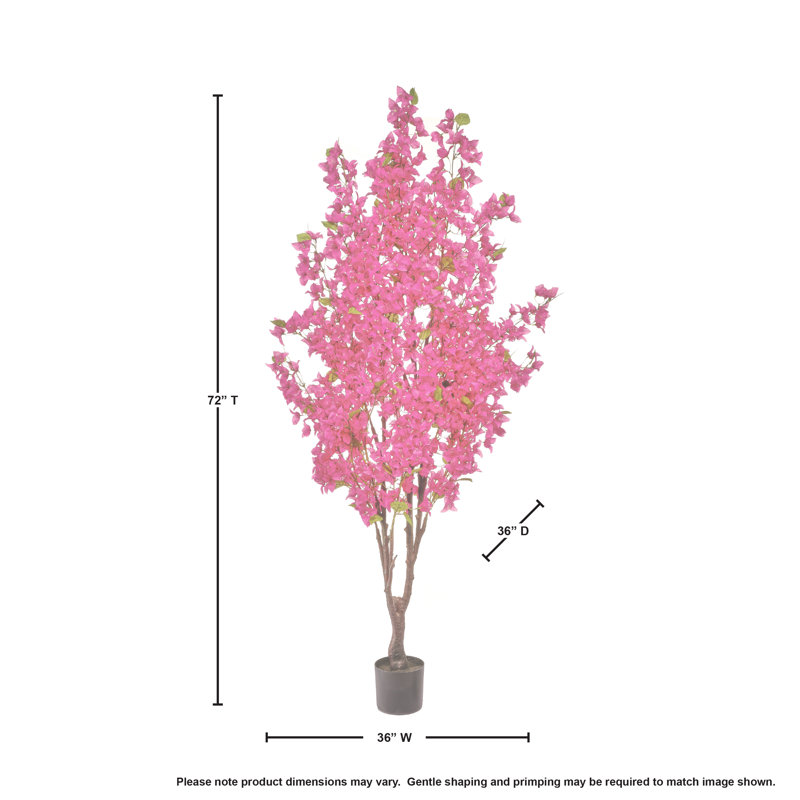 Bougainvilliers 6 pi, Rose