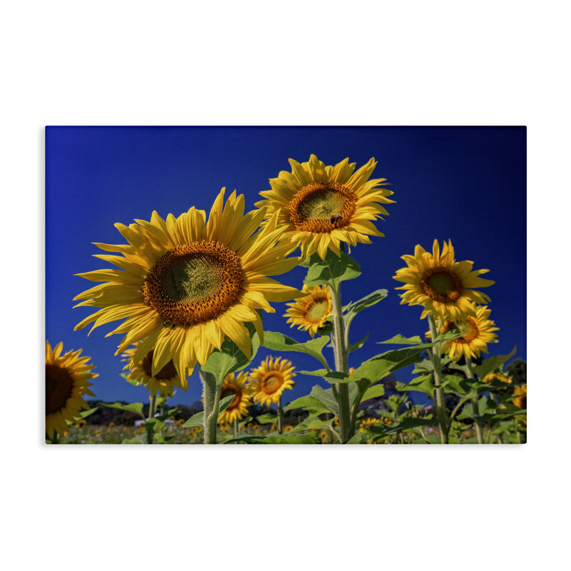Art mural sur toile Bright Sunflowers with Blue Sky par Rick Berk, H 16 po x l 24 po