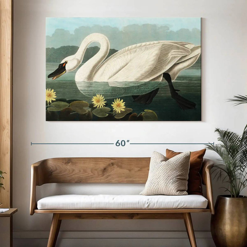 Brampt Common American Swan, 34" H x 51" W