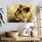 Lioness Study-107702387