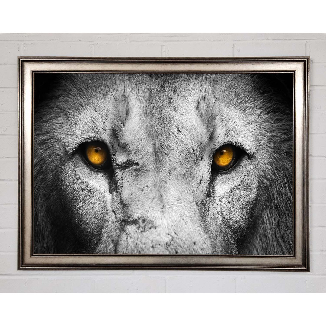 Lion Eyes Gerahmter Druck