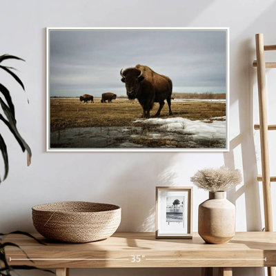 Bison Cloud Day