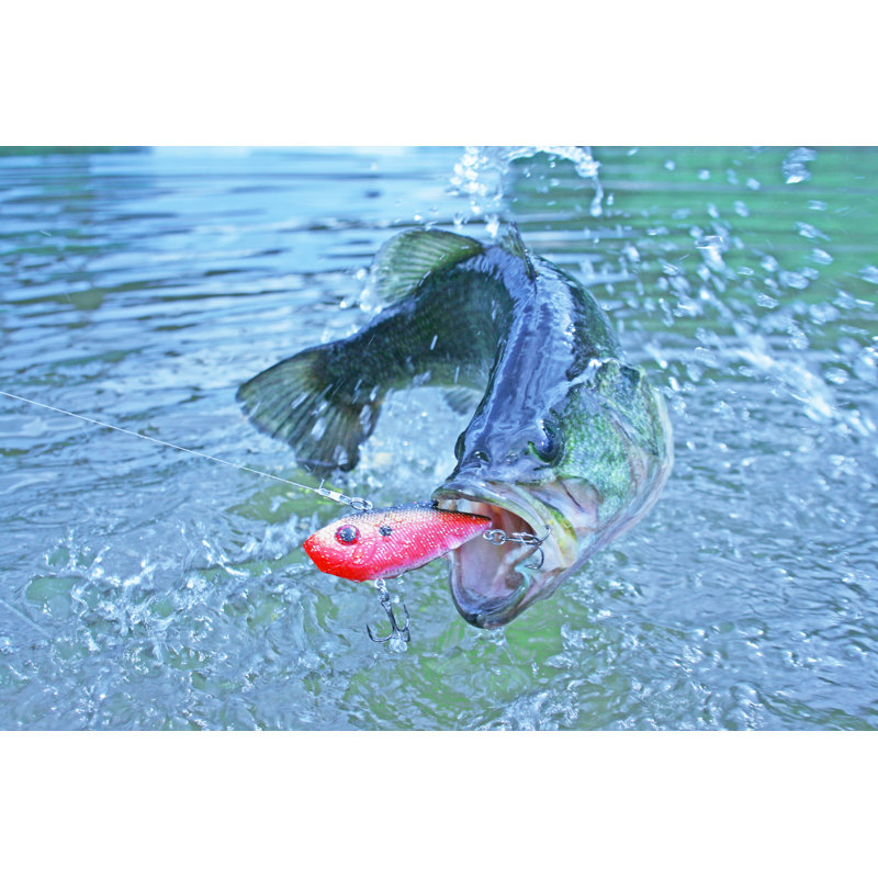 Largemouth Bass 7244 - Wrapped Canvas Print, 30cm H x 46cm W x 3.8cm D