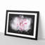 Striking White & Pink Carnation - Picture Frame Graphic Art Print-56863769-56863764