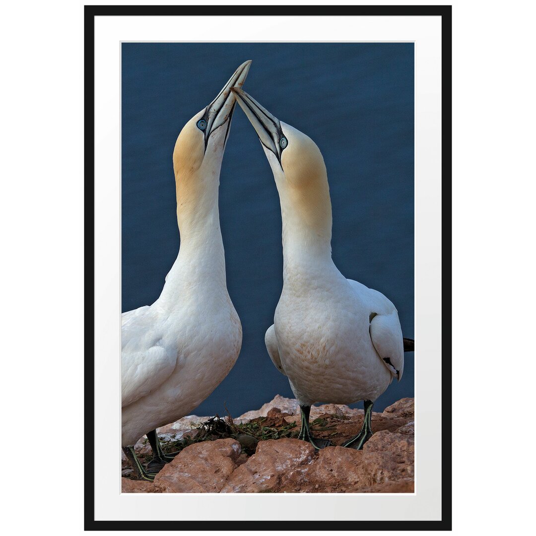 Gerahmtes Poster Außergewöhnliche Vögel am Meer