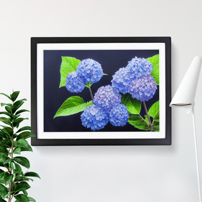 Awe Inspiring Hydrangea Flowers - Single Picture Frame Print
