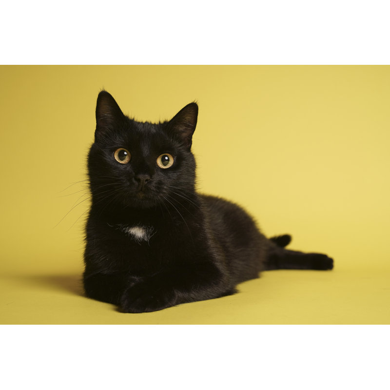 Black Cat by Jozsef Zoltan Varga - Wrapped Canvas Print, 30cm H x 46cm W x 3.8cm D