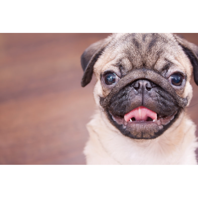«Happy Puppy» par Mr_Mozymov - photographie sur toile tendue, L 30 po x H 20 po