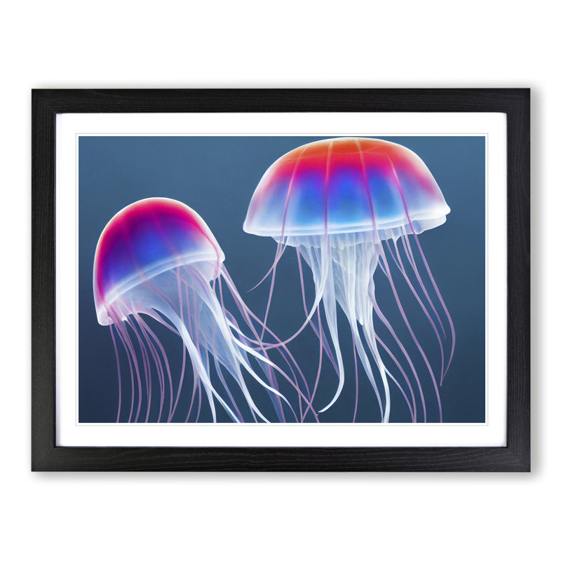 Jellyfish Vol.2 - Single Picture Frame Print, Black Framed, 46cm H x 64cm W x 2cm D