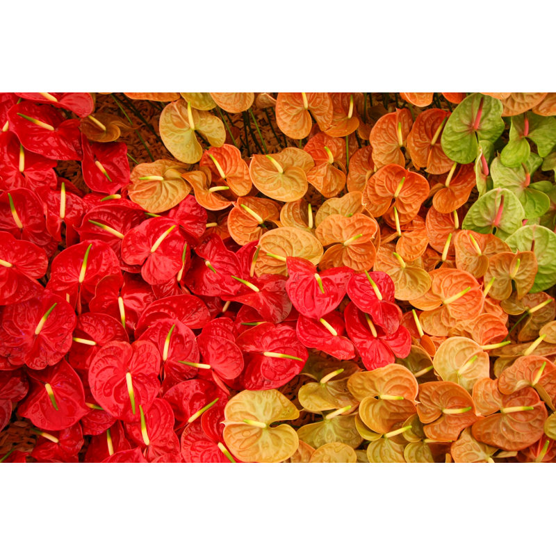 Flamingo Flower - Wrapped Canvas Print, 81cm H x 122cm W x 3.8cm D