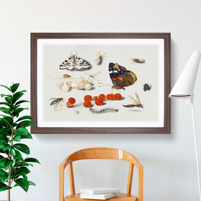 Butterfly Caterpillar and Moth by Jan Van Kessel - Picture Frame Painting