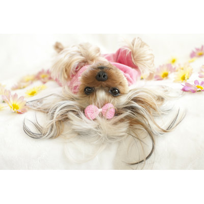 Yorkie by Liliboas