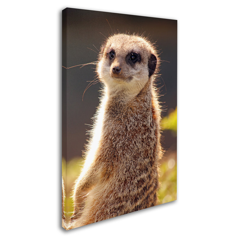Ann «Meerkat», reproduction de photo sur toile tendue, H 32 po x l 22 po