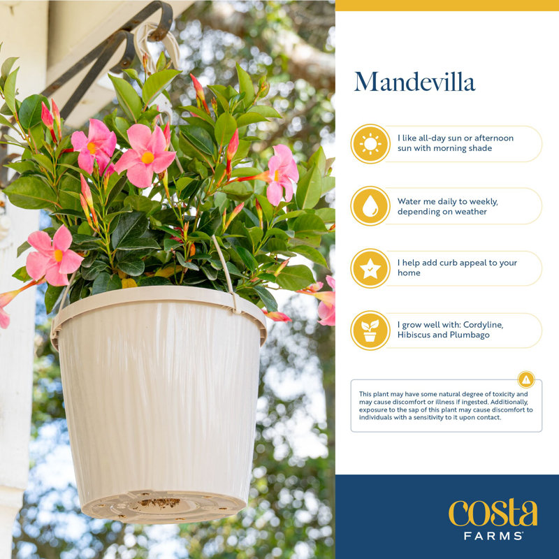 Costa Farms Indoor Mandevilla Grower's Choice House Plant in 10-inch Nursery Pot