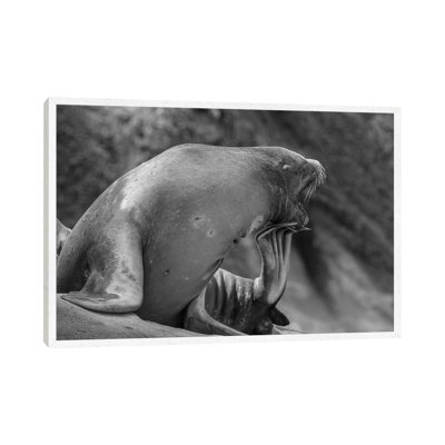 California Sea Lion Scratching Itself, La Jolla, California by Tim Fitzharris - Floater Frame Gallery-Wrapped Canvas Giclée on Canvas
