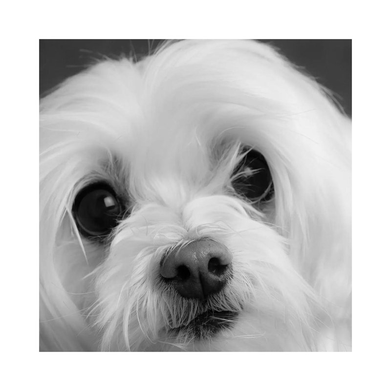 Portrait Of A Maltese Dog - Wrapped Canvas Print, 66.04 cm H x 66.04 cm W x 3.175 cm D