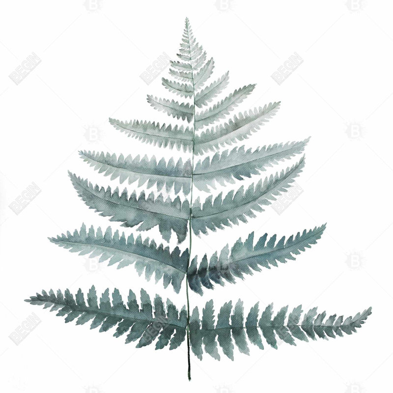 " Fern "