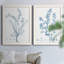 "Antique Botanical In Blue VII", ensemble de 2 peintures sur toile encadrées-1089950151-1089950172