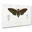 Giant Cicada Illustration by Charles D' Orbigny - Wrapped Canvas Painting-55366056