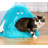 Cisbrough Pet Bed