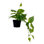 Faux Pothos Plant in Pot