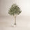 Ashwell Olive Plant in Pot