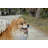 Animals Weather Resistant Water Resistant UV Resistant Polyresin Garden Statue