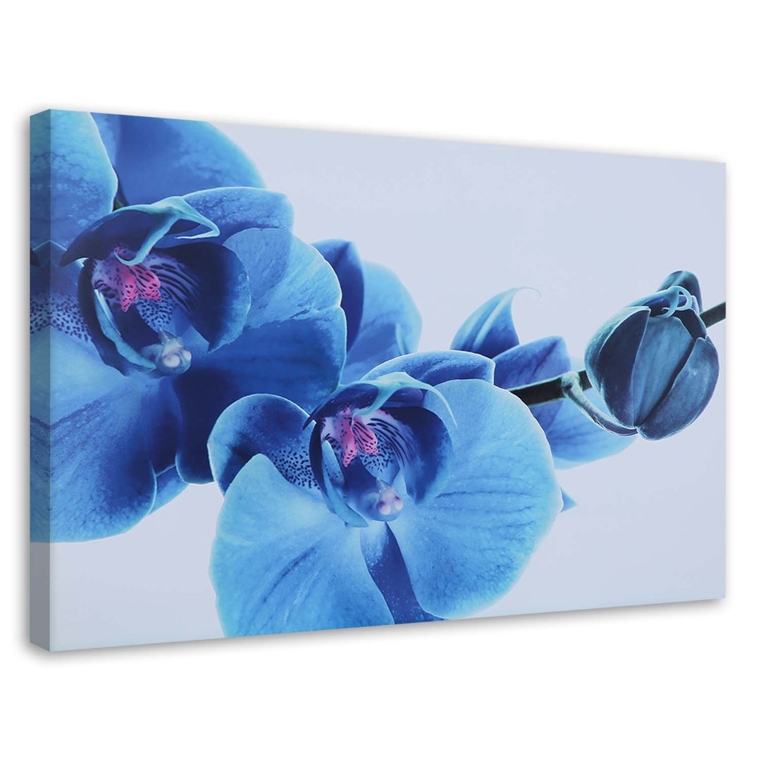 Leinwandbild Orchid Flowers Blue