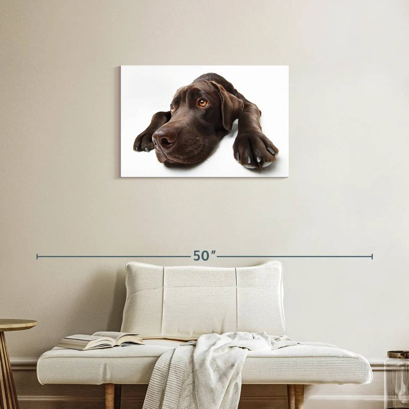 Labrador brun chocolat Brampt, H 20 po x l 30 po